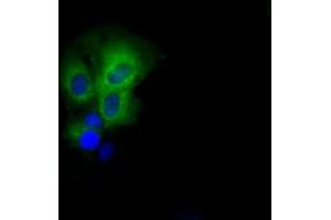 Anti-PASK mouse monoclonal antibody (ABIN2453423) immunofluorescent staining of COS7 cells transiently transfected by pCMV6-ENTRY PASK (RC209096). (PASK antibody)
