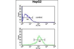 Flow cytometric analysis of HepG2 cells (bottom histogram) compared to a negative control cell (top histogram). (SFT2D3 antibody  (N-Term))