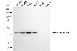Western blotting analysis using glutaredoxin 3 antibody (ABIN7798750). (GLRX3 antibody)