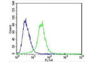 Overlay histogram showing U-87 MG cells stained with Antibody (green line). (CES2 antibody  (AA 340-369))