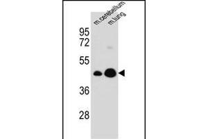 ITM2B Antibody (C-term) (ABIN657087 and ABIN2846247) western blot analysis in mouse cerebellum,lung tissue lysates (35 μg/lane).