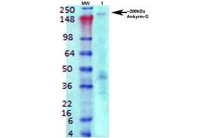 Western Blot analysis of Rat brain membrane lysate showing detection of Ankyrin G protein using Mouse Anti-Ankyrin G Monoclonal Antibody, Clone S106-20 . (Ankyrin G antibody  (C-Term) (Atto 594))