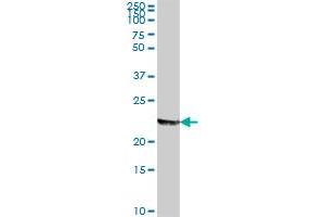 MFAP2 MaxPab polyclonal antibody. (MFAP2 antibody  (AA 1-183))