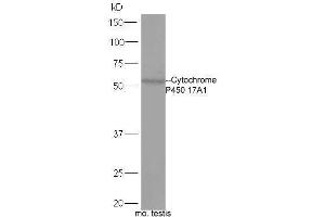 Mouse Testis lysates probed with Rabbit Anti-Cytochrome P450 17A1 Polyclonal Antibody, Unconjugated  at 1:5000 for 90 min at 37˚C. (CYP17A1 antibody  (AA 24-65))