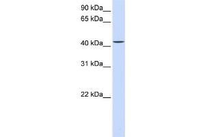 WB Suggested Anti-PARVB Antibody Titration:  0. (Parvin, beta antibody  (C-Term))
