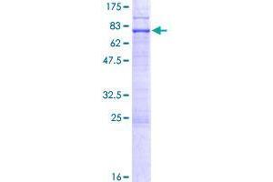 EPSTI1 Protein (AA 1-410) (GST tag)