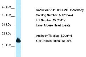 Western Blotting (WB) image for anti-RIKEN CDNA 1110059E24 Gene (1110059E24RIK) (N-Term) antibody (ABIN2785387) (1110059E24Rik antibody  (N-Term))