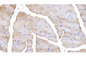 Detection of SIRT4 in Mouse Skeletal muscle Tissue using Polyclonal Antibody to Sirtuin 4 (SIRT4) (SIRT4 antibody  (AA 26-333))
