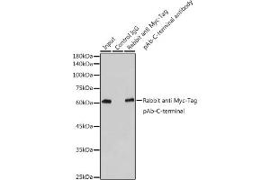 Immunoprecipitation analysis of 300 μg extracts of 293T cells using 3 μg Rabbit anti Myc-Tag pAb-C-terminal antibody (ABIN3020568 and ABIN3020569). (Myc Tag antibody)
