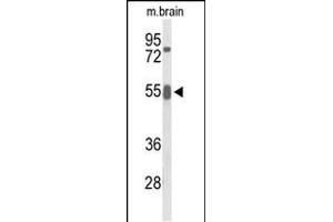 Western blot analysis of GRB7 Antibody (Center) (ABIN653423 and ABIN2842868) in mouse brain tissue lysates (35 μg/lane). (GRB7 antibody  (AA 289-318))