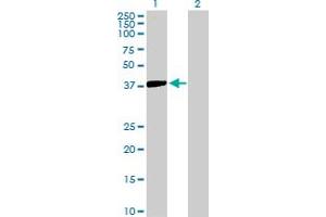 Western Blot analysis of ISL2 expression in transfected 293T cell line by ISL2 MaxPab polyclonal antibody.