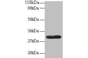 Western blot All lanes: GPR161 antibody at 2 μg/mL + EC109 whole cell lysate Secondary Goat polyclonal to rabbit IgG at 1/15000 dilution Predicted band size: 59, 46, 44, 50, 47, 61 kDa Observed band size: 30 kDa (GPR161 antibody  (AA 1-28))