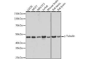 Western blot analysis of extracts of various cell lines, using γ-Tubulin Rabbit mAb (ABIN7271052) at 1:1000 dilution. (TUBG1 antibody)