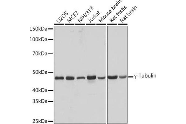 TUBG1 Antikörper