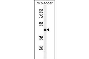 Western blot analysis in mouse bladder tissue lysates (35ug/lane). (IRF2 antibody  (AA 225-255))