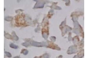 Immunohistochemistry (IHC) image for anti-Caspase 12 (Gene/pseudogene) (CASP12) (AA 95-318), (N-Term) antibody (ABIN567795) (Caspase 12 antibody  (N-Term))