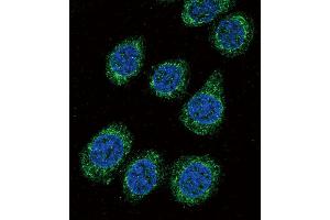 Confocal immunofluorescent analysis of CYP3A5 Antibody (C-term) (ABIN392224 and ABIN2841918) with 293 cell followed by Alexa Fluor 488-conjugated goat anti-rabbit lgG (green). (CYP3A5 antibody  (C-Term))