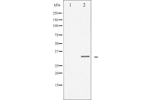 CEBPB antibody  (Internal Region)