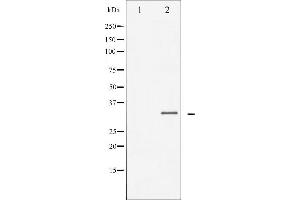Western blot analysis of C/EBP-beta expression in NIH-3T3 whole cell lysates,The lane on the left is treated with the antigen-specific peptide. (CEBPB antibody  (Internal Region))