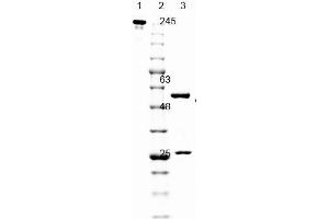 SDS PAGE of Mouse anti-GFP antibody. (GFP antibody  (AA 246))