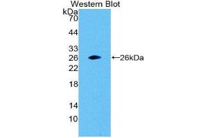 Western Blotting (WB) image for anti-Glutathione S-Transferase alpha 1 (GSTA1) antibody (Biotin) (ABIN1173292) (GSTA1 antibody  (Biotin))