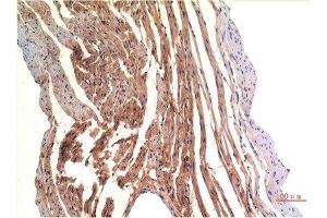 Immunohistochemical analysis of paraffin-embedded Rat Heart Tissue using VE-Cadherin Mouse mAb diluted at 1:200. (Cadherin 5 antibody  (AA 670-750))