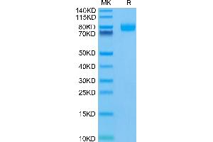Poliovirus Receptor Protein (PVR) (AA 21-343) (Fc Tag)