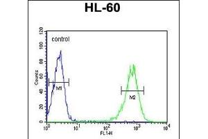 RPS8 Antibody (N-term) (ABIN6242934 and ABIN6579050) flow cytometric analysis of HL-60 cells (right histogram) compared to a negative control cell (left histogram). (RPS8 antibody  (N-Term))