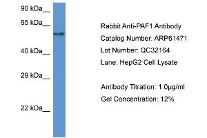 Western Blotting (WB) image for anti-Paf1, RNA Polymerase II Associated Factor, Homolog (PAF1) (N-Term) antibody (ABIN786428) (PAF1/PD2 antibody  (N-Term))
