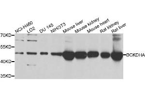Western blot analysis of extracts of various cells, using BCKDHA antibody. (BCKDHA antibody)