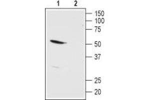 Western blot analysis of rat kidney membranes: - 1. (KCNK13 antibody  (Extracellular))