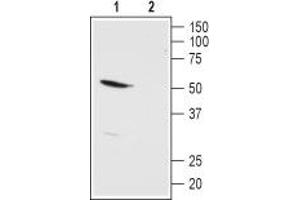 Western blot analysis of rat kidney membranes: - 1. (KCNK13 antibody  (1st Extracellular Loop))