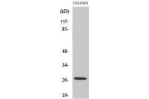 Western Blotting (WB) image for anti-P27 (Ser237) antibody (ABIN3180224) (P27 (Ser237) antibody)