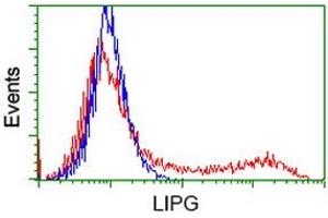 HEK293T cells transfected with either RC209248 overexpress plasmid (Red) or empty vector control plasmid (Blue) were immunostained by anti-LIPG antibody (ABIN2453815), and then analyzed by flow cytometry. (LIPG antibody)