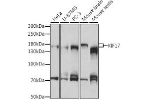 Western blot analysis of extracts of various cell lines, using KIF17 antibody (ABIN7268123) at 1:1000 dilution.