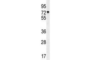 MLH1 antibody western blot analysis in K562 lysate. (MLH1 antibody  (AA 452-480))