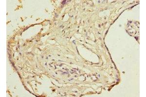 Immunohistochemistry of paraffin-embedded human placenta tissue using ABIN7149700 at dilution of 1:100 (DCMP Deaminase (DCTD) (AA 1-178) antibody)