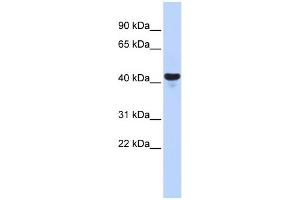 WB Suggested Anti-E2F2 Antibody Titration:  0. (E2F2 antibody  (Middle Region))
