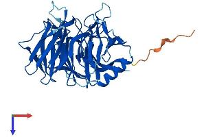 Kelch Domain Containing 9 (KLHDC9) (AA 1-349) protein (His tag)
