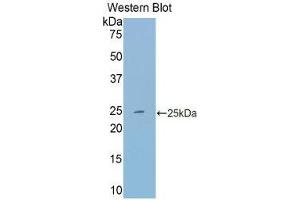 Western Blotting (WB) image for anti-Transferrin (TF) (AA 22-176) antibody (ABIN1860868) (Transferrin antibody  (AA 22-176))