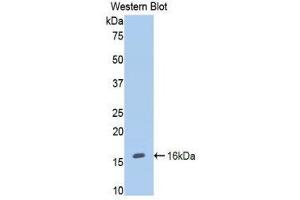 Western Blotting (WB) image for anti-Endoglin (ENG) (AA 26-136) antibody (ABIN1858716) (Endoglin antibody  (AA 26-136))
