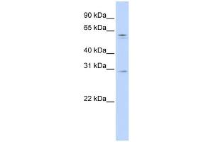 WB Suggested Anti-REC8 Antibody Titration:  0. (REC8 antibody  (N-Term))