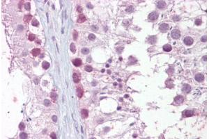 Anti-MRE11A / MRE11 antibody IHC staining of human testis. (Mre11 antibody)
