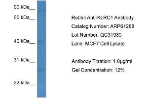 Western Blotting (WB) image for anti-Killer Cell Lectin-Like Receptor Subfamily C, Member 1 (KLRC1) (C-Term) antibody (ABIN2788754) (KLRC1 antibody  (C-Term))