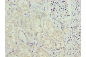 Immunohistochemistry of paraffin-embedded human kidney tissue using ABIN7154006 at dilution of 1:100 (Glutaminase antibody  (AA 616-669))