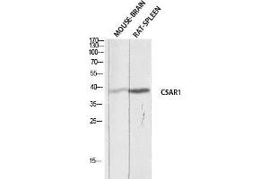 Western Blot (WB) analysis of Mouse Brain Rat Spleen lysis using C5AR1 antibody. (C5AR1 antibody)