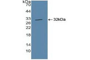 Detection of Recombinant CUL1, Human using Polyclonal Antibody to Cullin 1 (CUL1) (Cullin 1 antibody  (AA 1-250))