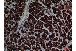 Immunohistochemistry (IHC) analysis of paraffin-embedded Human Pancreas, antibody was diluted at 1:100. (CD1e antibody  (C-Term))