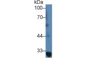 Western Blot; Sample: Human jurkat cell lysate; Primary Ab: 2µg/mL Rabbit Anti-Mouse TRAF1 Antibody Second Ab: 0.