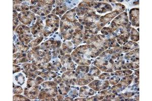 Immunohistochemical staining of paraffin-embedded liver tissue using anti-SIL1 mouse monoclonal antibody.